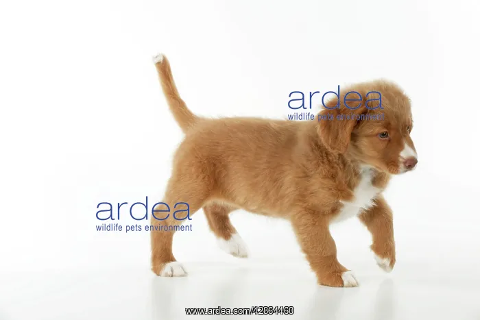 : DOG - Nova scotia duck tolling retriever puppy (8 weeks) : DOG - Nova scotia duck tolling retriever puppy (8 weeks)