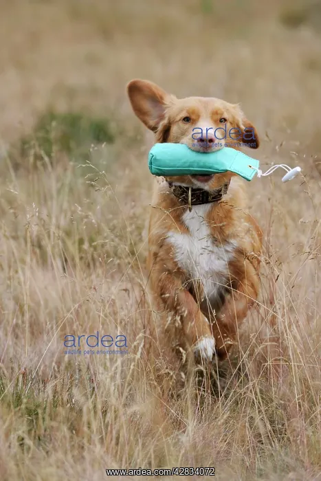 : Dog. Nova Scotia Duck Tolling Retriever retrieving dummy : Dog. Nova Scotia Duck Tolling Retriever retrieving dummy