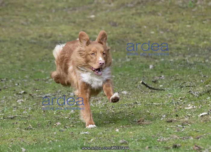 : DOG. Nova Scotia Duck Tolling Retriever running : DOG. Nova Scotia Duck Tolling Retriever running