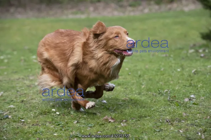 : DOG. Nova Scotia Duck Tolling Retriever running : DOG. Nova Scotia Duck Tolling Retriever running