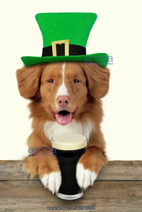 : Dog - Nova Scotia Duck Tolling Retriever - Sitting : Dog - Nova Scotia Duck Tolling Retriever - Sitting
