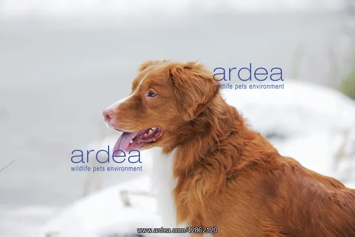 : Dog - Nova Scotia Duck Tolling Retriever - in snow : Dog - Nova Scotia Duck Tolling Retriever - in snow