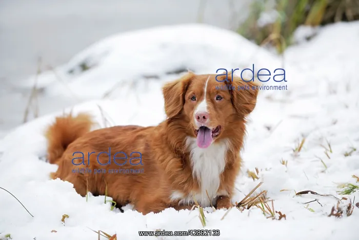 : Dog - Nova Scotia Duck Tolling Retriever - in snow : Dog - Nova Scotia Duck Tolling Retriever - in snow