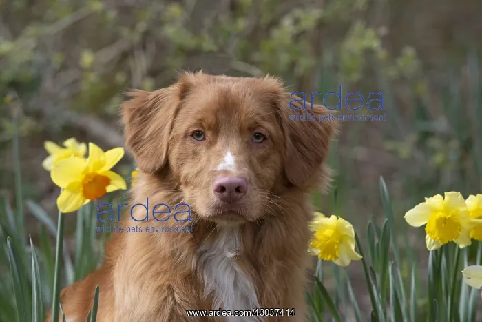 : DOG. Nova Scotia Duck Tolling Retriever in spring time : DOG. Nova Scotia Duck Tolling Retriever in spring time