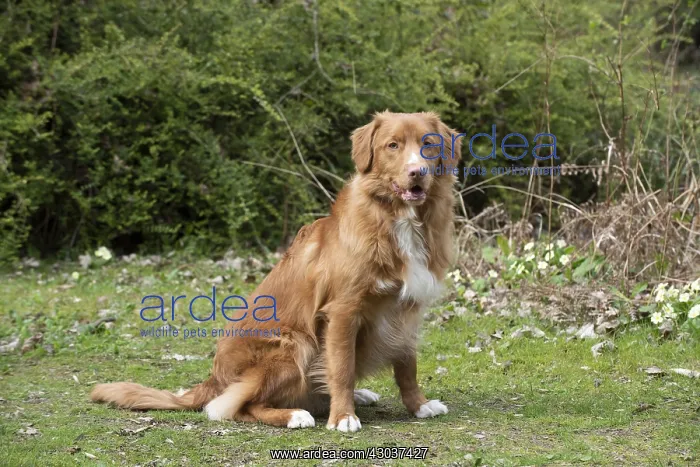 : DOG. Nova Scotia Duck Tolling Retriever in spring time : DOG. Nova Scotia Duck Tolling Retriever in spring time