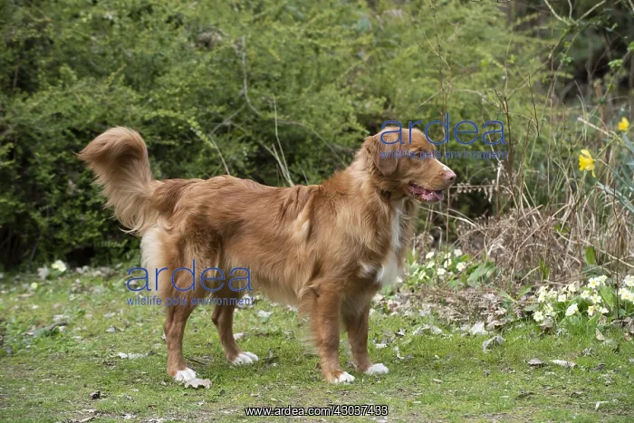 : DOG. Nova Scotia Duck Tolling Retriever in spring time : DOG. Nova Scotia Duck Tolling Retriever in spring time