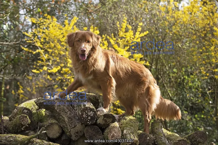 : DOG. Nova Scotia Duck Tolling Retriever in spring time : DOG. Nova Scotia Duck Tolling Retriever in spring time