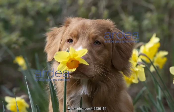 : DOG. Nova Scotia Duck Tolling Retriever in spring time : DOG. Nova Scotia Duck Tolling Retriever in spring time
