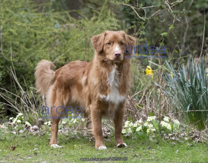 : DOG. Nova Scotia Duck Tolling Retriever in spring time : DOG. Nova Scotia Duck Tolling Retriever in spring time