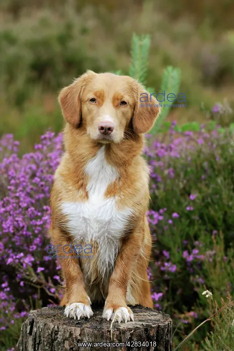 : Dog. Nova Scotia Duck Tolling Retriever standing : Dog. Nova Scotia Duck Tolling Retriever standing