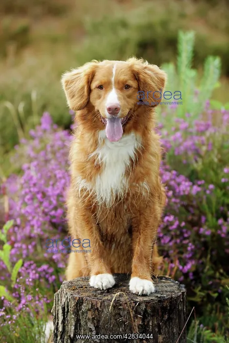 : Dog. Nova Scotia Duck Tolling Retriever standing : Dog. Nova Scotia Duck Tolling Retriever standing