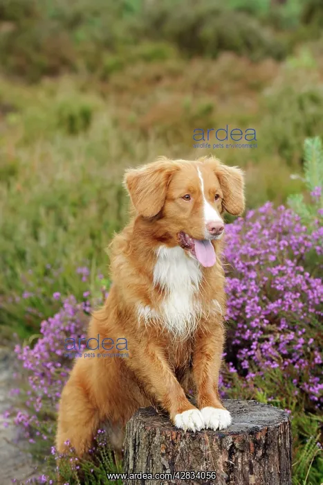 : Dog. Nova Scotia Duck Tolling Retriever standing : Dog. Nova Scotia Duck Tolling Retriever standing