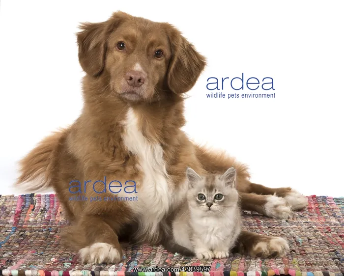: DOG. Nova Scotia Duck Tolling Retriever with Tiffanie : DOG. Nova Scotia Duck Tolling Retriever with Tiffanie