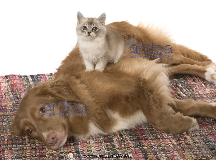: DOG. Nova Scotia Duck Tolling Retriever with Tiffanie : DOG. Nova Scotia Duck Tolling Retriever with Tiffanie