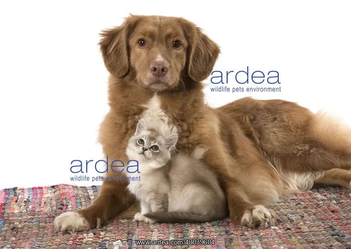 : DOG. Nova Scotia Duck Tolling Retriever with Tiffanie : DOG. Nova Scotia Duck Tolling Retriever with Tiffanie
