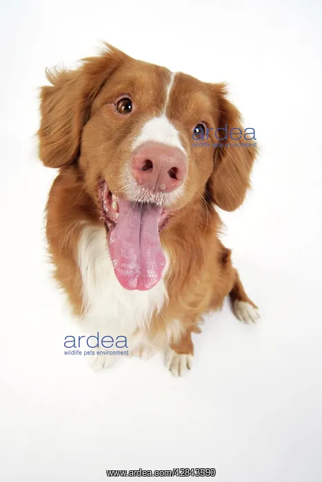 : Dog. Nova Scotia Duck Tolling Retriever with tongue out : Dog. Nova Scotia Duck Tolling Retriever with tongue out