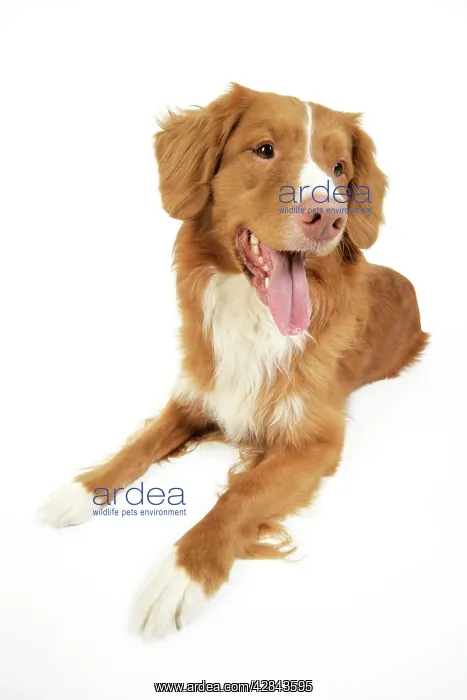 : Dog. Nova Scotia Duck Tolling Retriever with tongue out : Dog. Nova Scotia Duck Tolling Retriever with tongue out