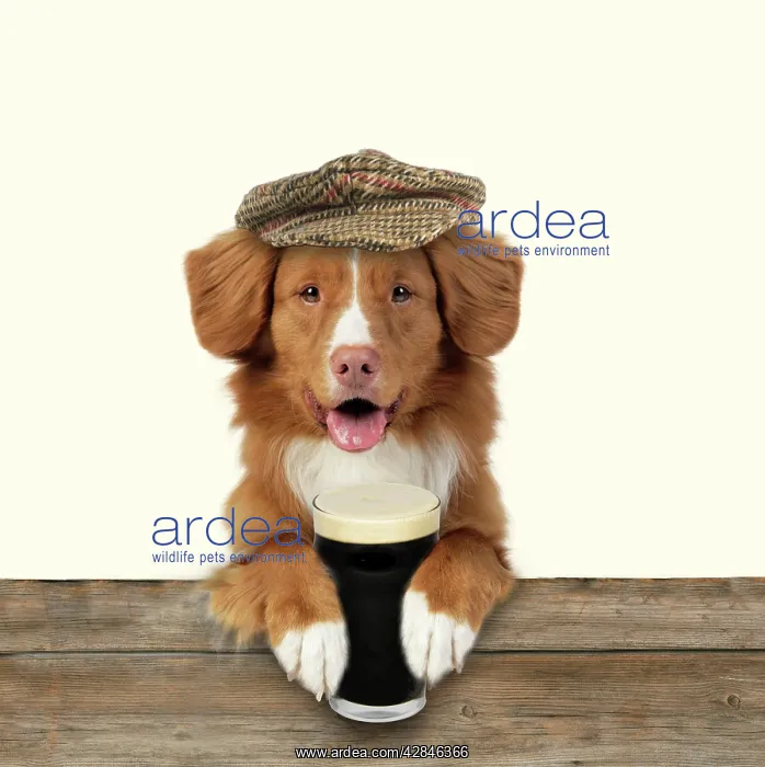 : Dog - Nova Scotia Duck Tolling Retriever - wearing : Dog - Nova Scotia Duck Tolling Retriever - wearing