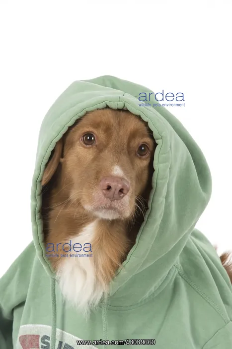 : DOG. Nova Scotia Duck Tolling Retriever wearing a Hoodie : DOG. Nova Scotia Duck Tolling Retriever wearing a Hoodie