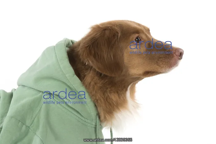 : DOG. Nova Scotia Duck Tolling Retriever wearing a Hoodie