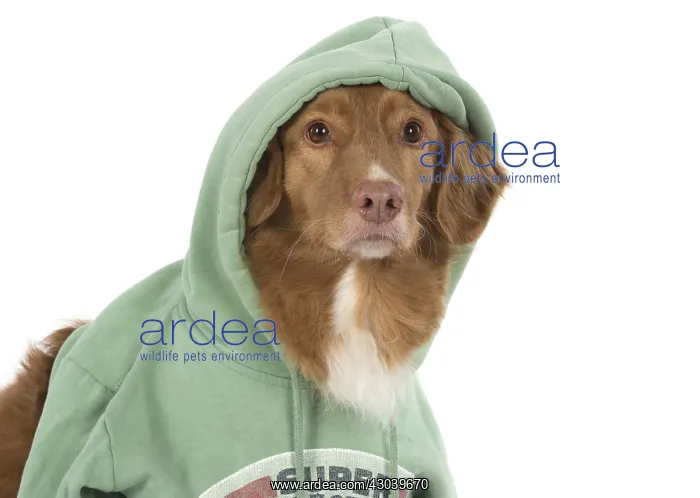 : DOG. Nova Scotia Duck Tolling Retriever wearing a Hoodie : DOG. Nova Scotia Duck Tolling Retriever wearing a Hoodie
