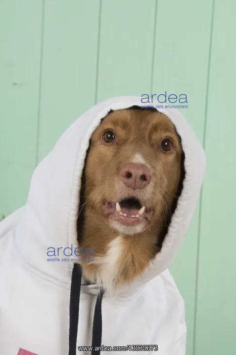 : DOG. Nova Scotia Duck Tolling Retriever wearing a Hoodie : DOG. Nova Scotia Duck Tolling Retriever wearing a Hoodie