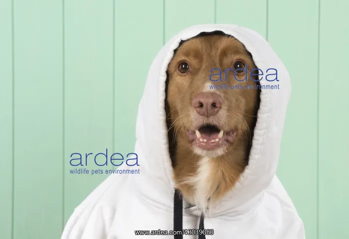 : DOG. Nova Scotia Duck Tolling Retriever wearing a Hoodie : DOG. Nova Scotia Duck Tolling Retriever wearing a Hoodie