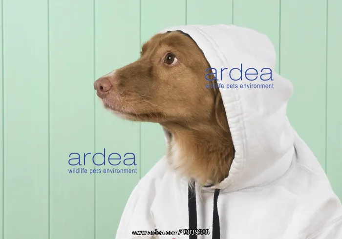 : DOG. Nova Scotia Duck Tolling Retriever wearing a Hoodie : DOG. Nova Scotia Duck Tolling Retriever wearing a Hoodie