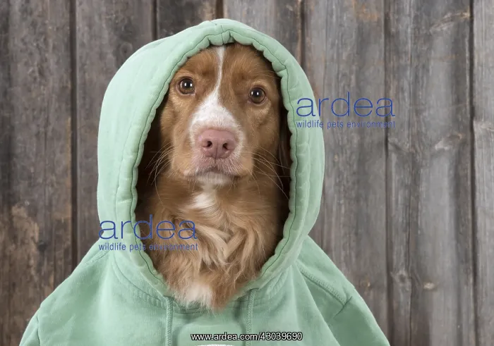 : DOG. Nova Scotia Duck Tolling Retriever wearing a Hoodie : DOG. Nova Scotia Duck Tolling Retriever wearing a Hoodie