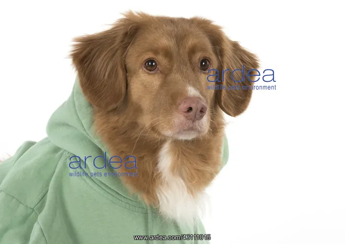 : DOG. Nova Scotia Duck Tolling Retriever wearing a Hoodie : DOG. Nova Scotia Duck Tolling Retriever wearing a Hoodie