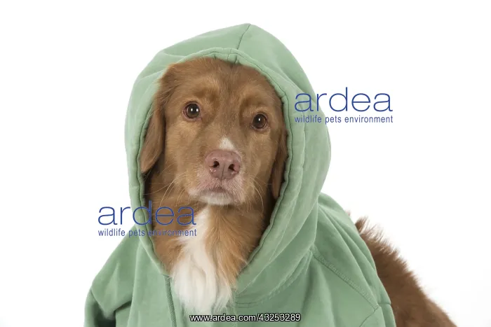 : DOG. Nova Scotia Duck Tolling Retriever wearing a Hoodie : DOG. Nova Scotia Duck Tolling Retriever wearing a Hoodie