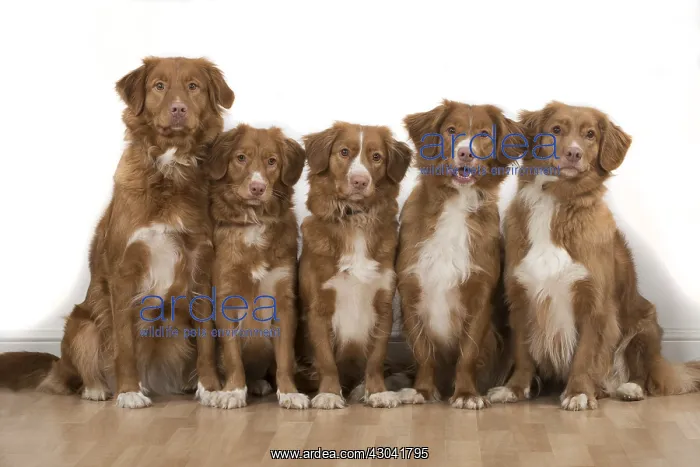 : DOG. Nova Scotia Duck Tolling Retriever x5 sitting : DOG. Nova Scotia Duck Tolling Retriever x5 sitting