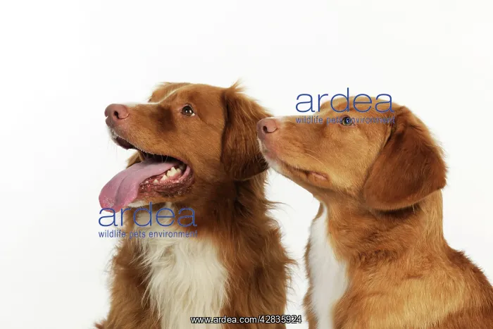 : Dog. Nova Scotia Duck Tolling Retrievers