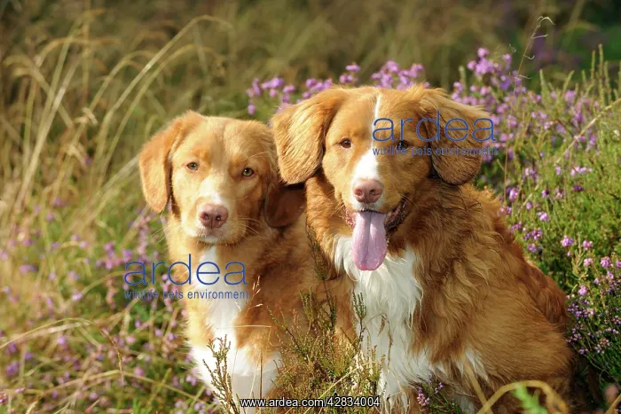 : Dog. Nova Scotia Duck Tolling Retrievers on heath land : Dog. Nova Scotia Duck Tolling Retrievers on heath land