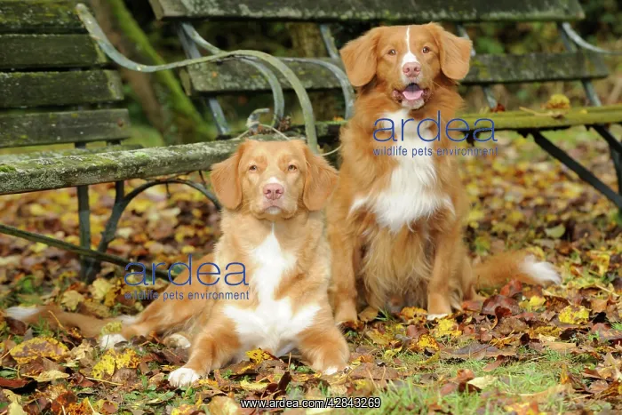 : DOG. Nova scotia duck tolling retrievers in leaves : DOG. Nova scotia duck tolling retrievers in leaves