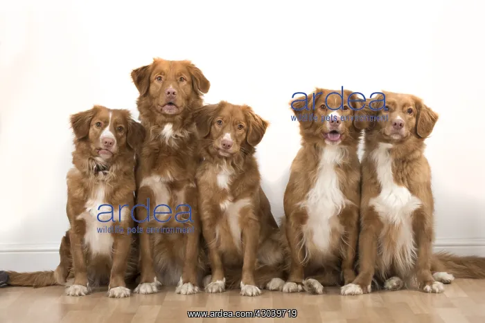  : DOG. Nova Scotia Duck Tolling Retrievers x5