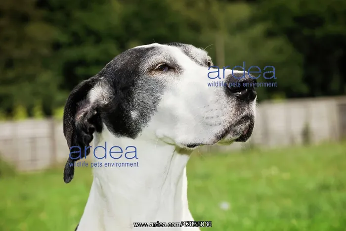 : Dog. Very old great dane : Dog. Very old great dane