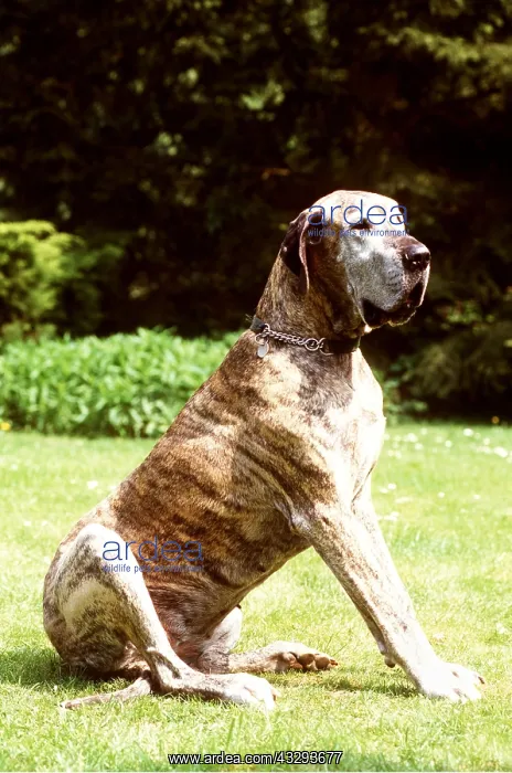 : DOG - OLD GREAT DANE - SITTING UP : DOG - OLD GREAT DANE - SITTING UP
