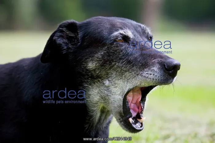  : Dog - old mongrel yawning
