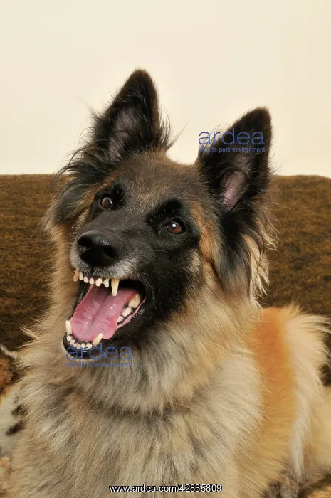 : DOG. older dog being aggressive : DOG. older dog being aggressive
