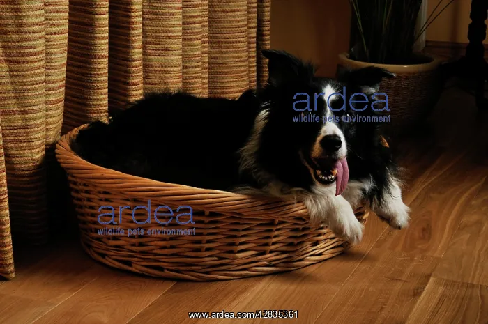  : Dog. Older dog awake at night