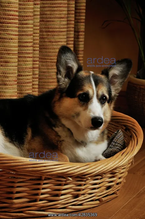  : Dog. Older dog awake at night