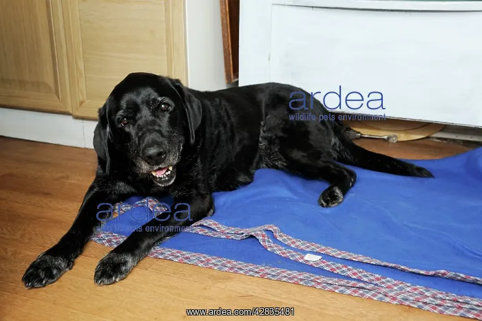  : Dog. Older dog awake at night lying on rug