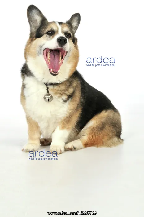  : DOG. older dog with a bell attached to collar