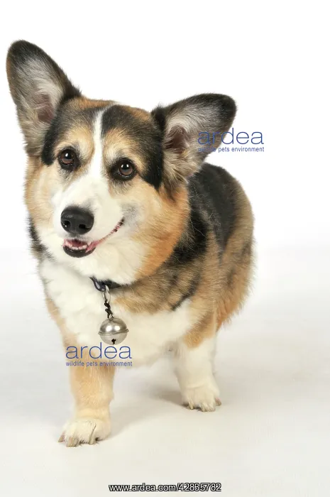  : DOG. older dog with a bell attached to collar