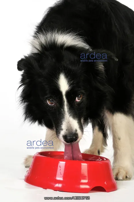  : Dog. Older dog drinking water