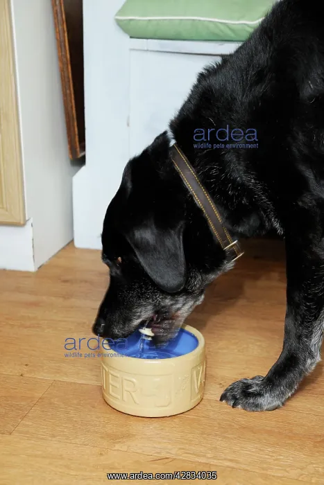  : Dog. Older dog drinking water