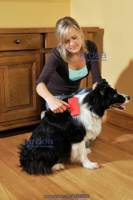  : Dog. Older dog being groomed