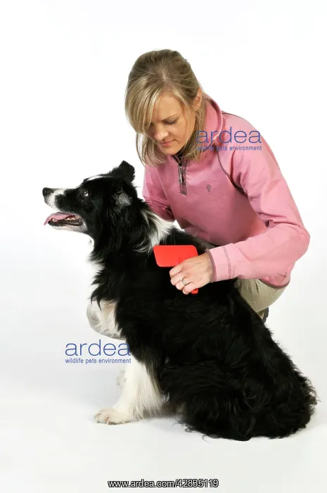  : Dog. Older dog being groomed