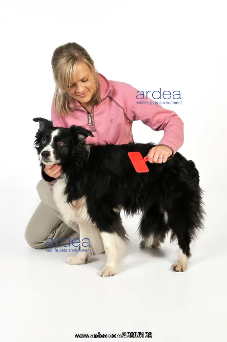  : Dog. Older dog being groomed